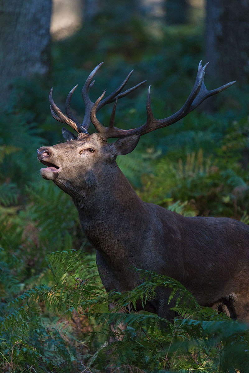 Cerf élaphe au brame